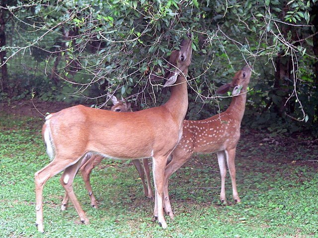 Deer Deterrents: A Guide to Safeguarding Your Garden Sanctuary