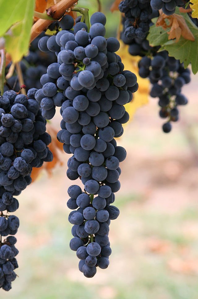 640px wine grapes03