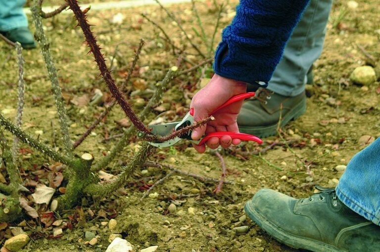 Best Pruning Shears: Tools for Precise and Effortless Pruning