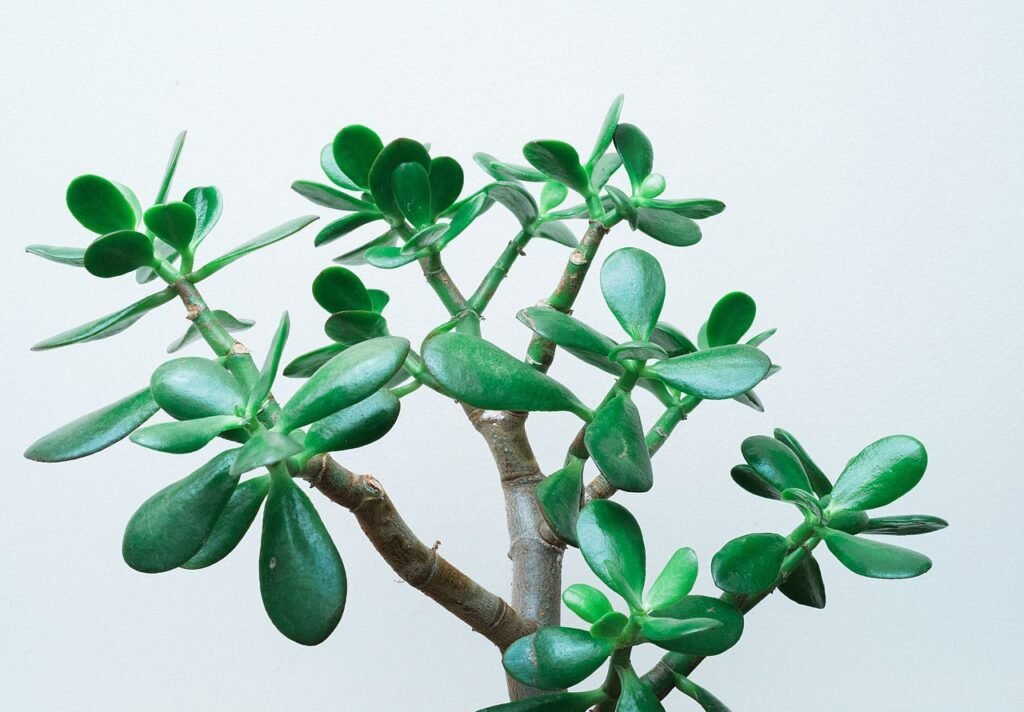 Jade plant