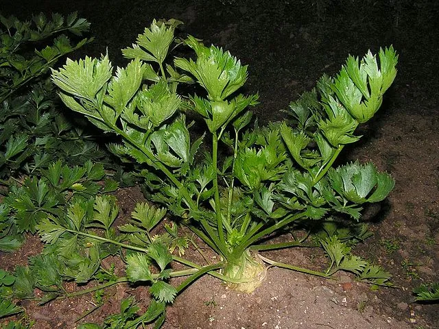 Crispy and Crunchy: A Guide to Growing Celery 1 Crispy and Crunchy: A Guide to Growing Celery