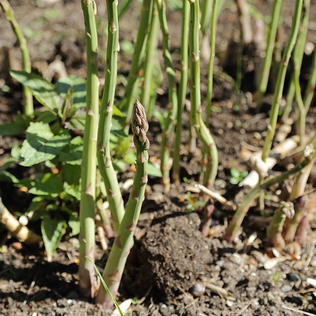 How to Grow Asparagus: A Guide to Cultivating Nutritious and Delicious Spears