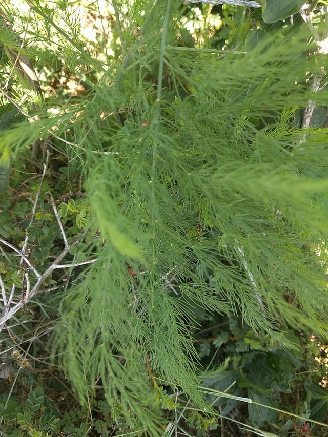 asparagus officinalis katwijk south holland nl