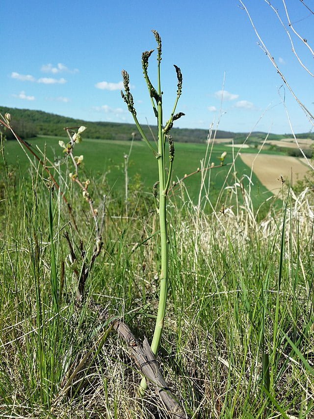 asparagus officinalis sl9 1