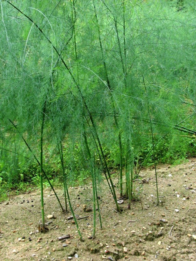 asparagus plants geograph.org .uk 552470 1