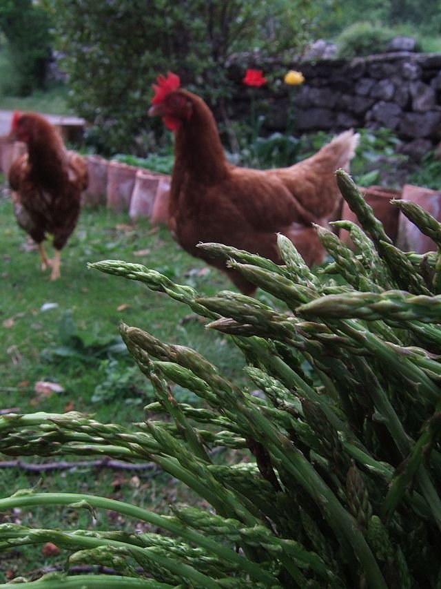 asparagus spears