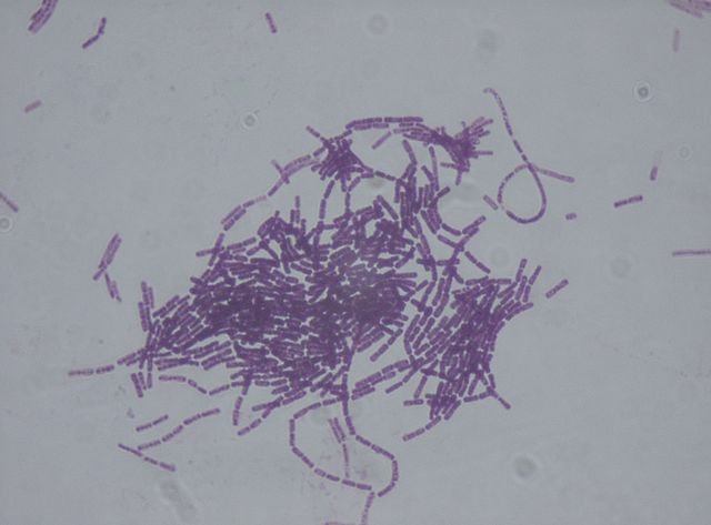 bacillus thuringiensis