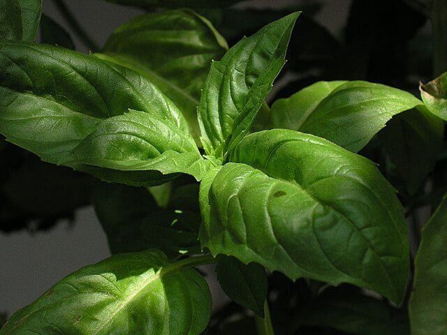 Growing Basil: A Guide to Cultivating a Fragrant Herb