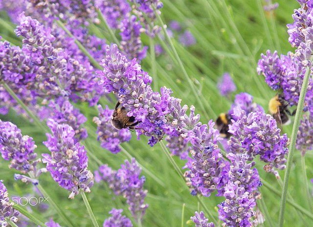 Growing Lavender: A Guide to Cultivating Fragrant Blooms 4 bees and lavender 122278569