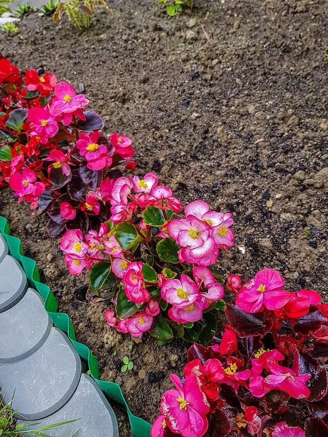 Growing Begonias 1 begonia semperflorens in nw slovakia in june 2020