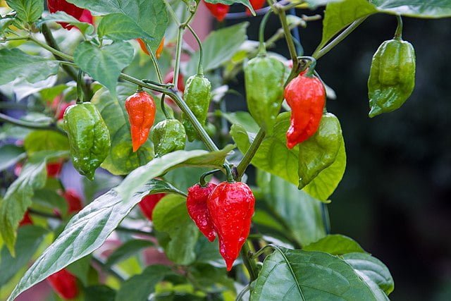 Bringing the Heat: A Step-by-Step Guide to Growing Ghost Peppers 5 bhut jolokia pc 1