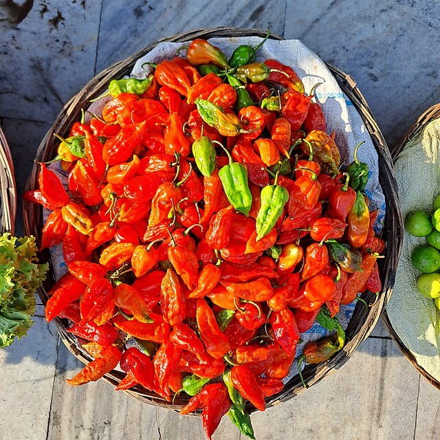 Bringing the Heat: A Step-by-Step Guide to Growing Ghost Peppers 3 bhut jolokia at ganeshguri guwahati 1