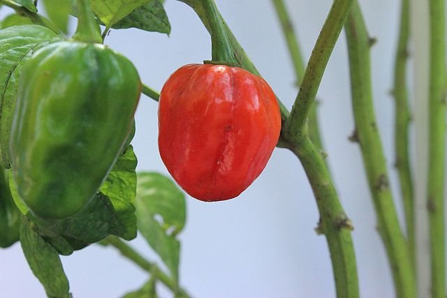 Bringing the Heat: A Step-by-Step Guide to Growing Ghost Peppers 6 bhut jolokia chilli 4