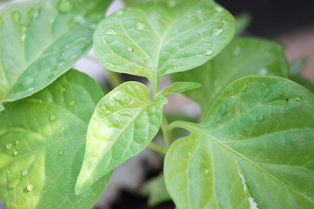 bhut jolokia leaf