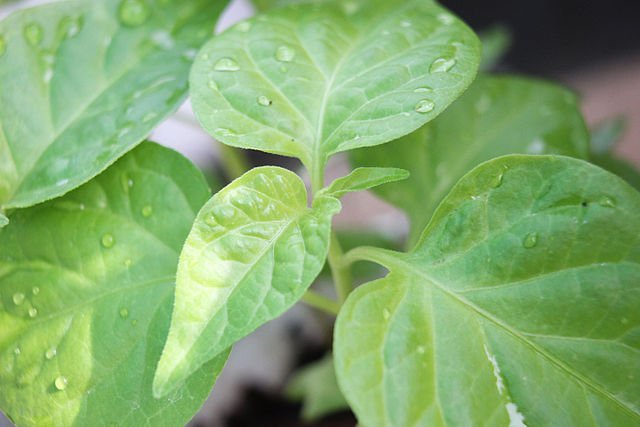 Bringing the Heat: A Step-by-Step Guide to Growing Ghost Peppers 7 bhut jolokia leaf