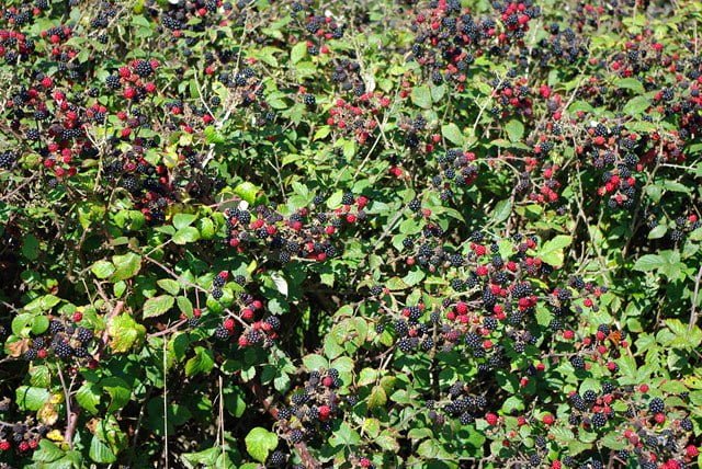 Growing Blackberries: A Guide to Cultivating Sweet and Juicy Berries