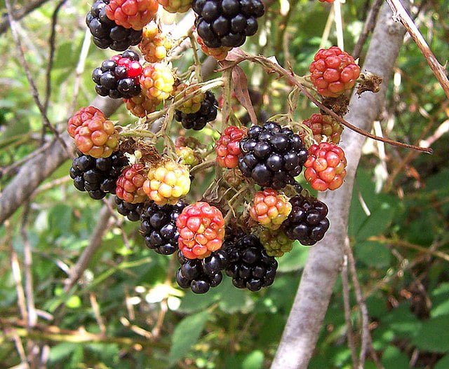 blackberry fruits08 1