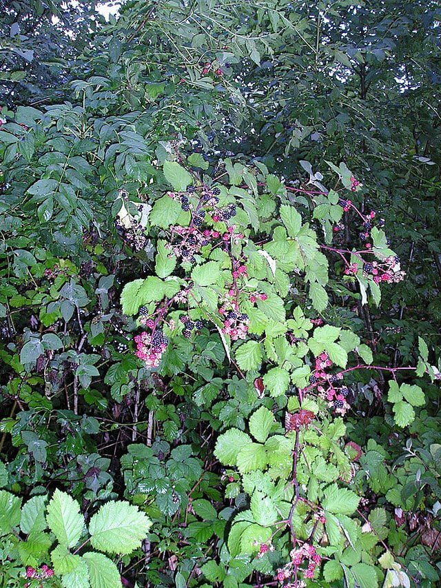 blackberry with fruits