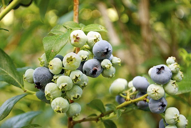 blueberries 2837 1