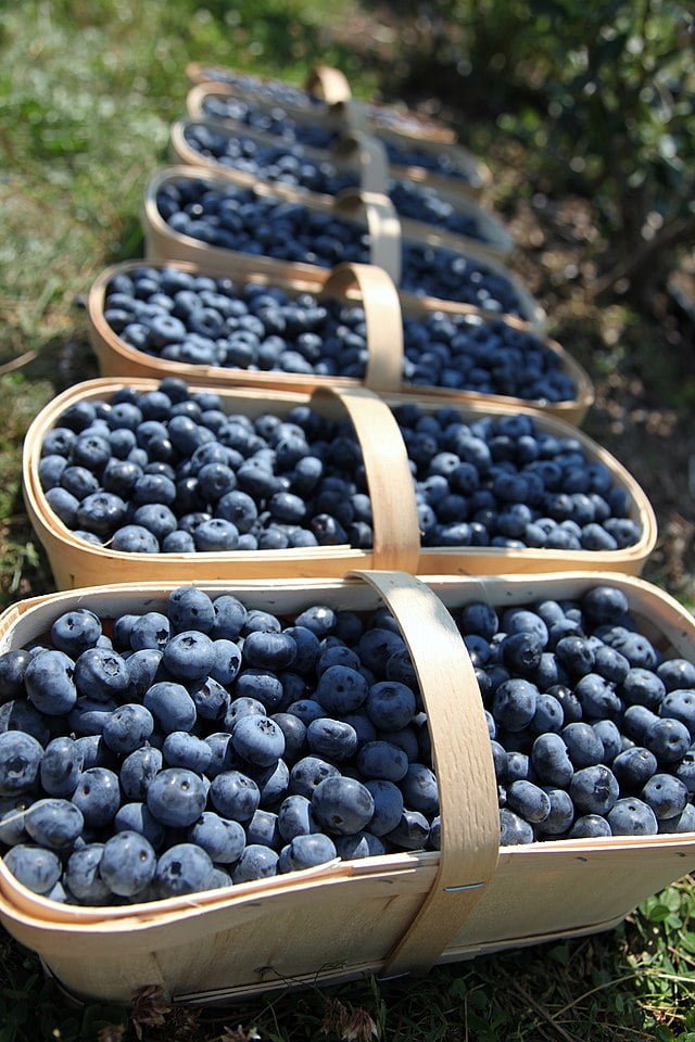 blueberries in harvest season