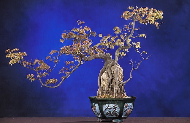 The Art of Bonsai: A Beginner’s Guide to Miniature Gardening