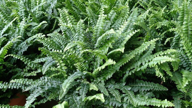 Cultivating Elegance: A Comprehensive Guide to Growing Boston Ferns