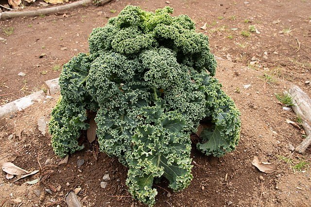 brassica oleracea var. acephala 02