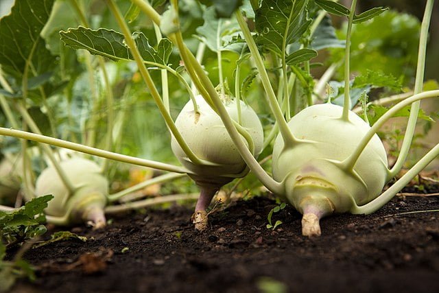 Growing Kohlrabi: A Crunchy Delight From Your Garden