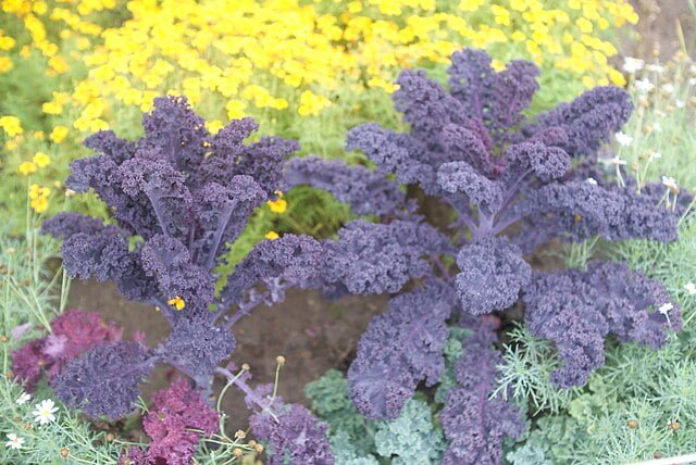 brassica oleracea var. sabellica in minsk botanical garden