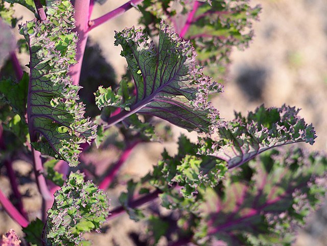 Growing Kale: A Guide to Cultivating Nutritious and Flavorful Leafy Greens