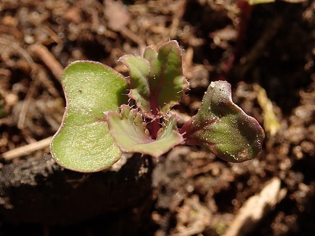 brassica oleracea var. sabellica scarlet 2021 05 30 6390