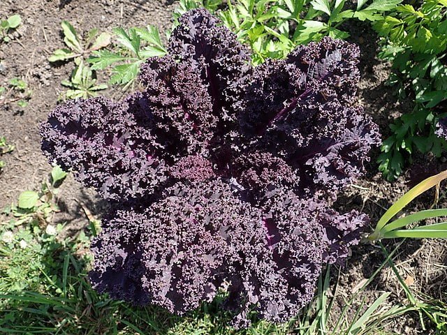 brassica oleracea var. sabellica scarlet 2021 09 01 0227