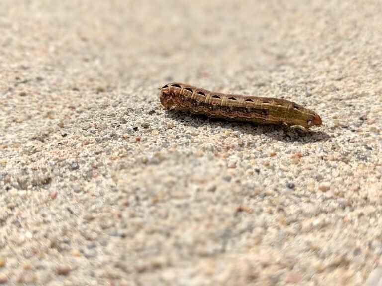 Winning The Battle Against Cutworms: Protect Your Garden Now!