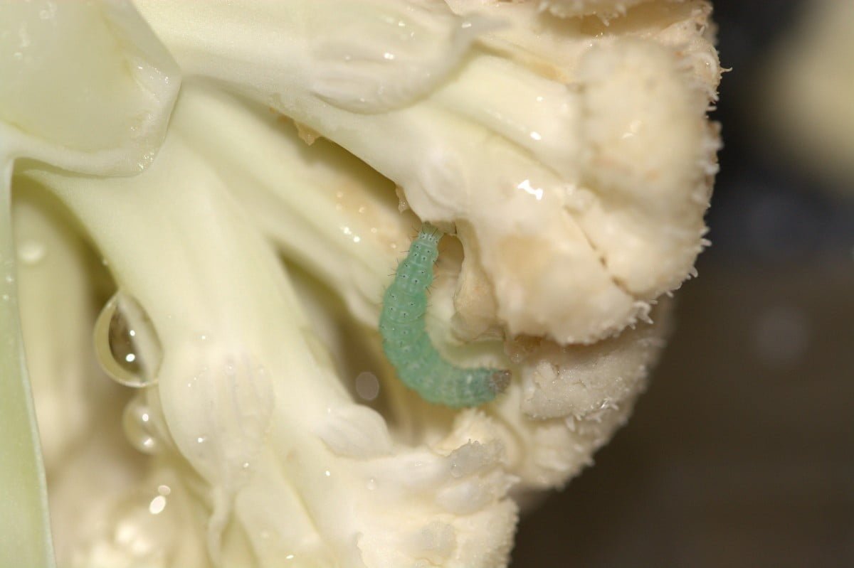 cauliflower pest cabbage caterpillar weissling caterpillar insect animal world eat leafes 536899 1