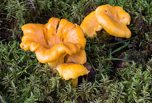 Hunting for Gold: A Beginner’s Guide to Picking Chanterelle Mushrooms 1 chanterelle cantharellus cibarius geograph.org .uk 4596841