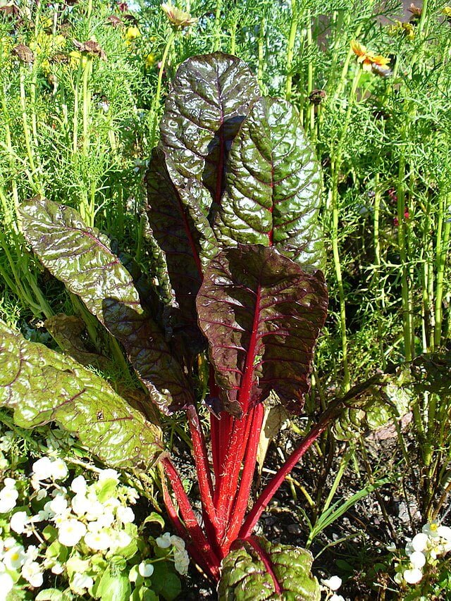 chard beta vulgaris var cicla 1