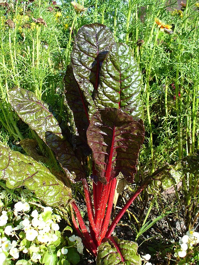 Sowing for Second Helpings: Top 5 Vegetables to Start in July