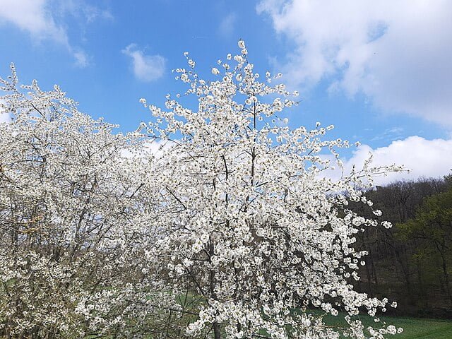 cherry tree in bloom against forest frauenstein