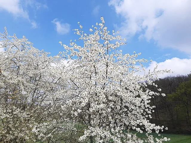 Cherry Trees: The Sweet Delight