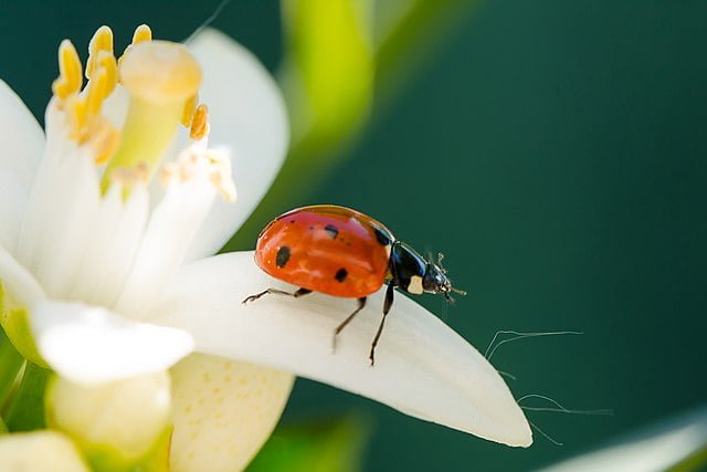 coccinellidae 49930191426