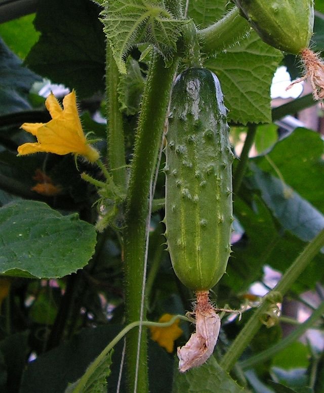 Cultivating Crisp Cucumbers: A Comprehensive Guide for Home Gardeners