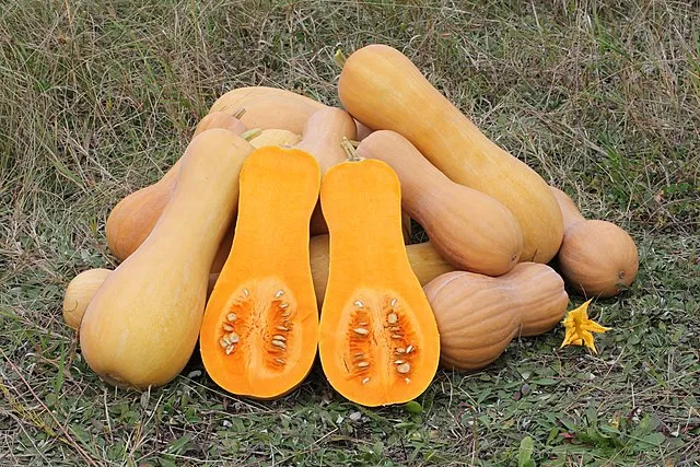 Growing Butternut Squash 3 Growing Butternut Squash
