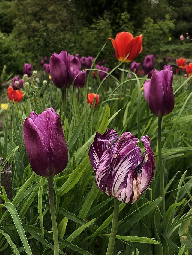 Tulips: Your Comprehensive Guide to Growing Fields of Beauty 3 d0a4d0bed182d0bed0b3d180d0b0d184d0b8d18f d182d18ed0bbd18cd0bfd0b0d0bdd0bed0b2 tulips photo 1