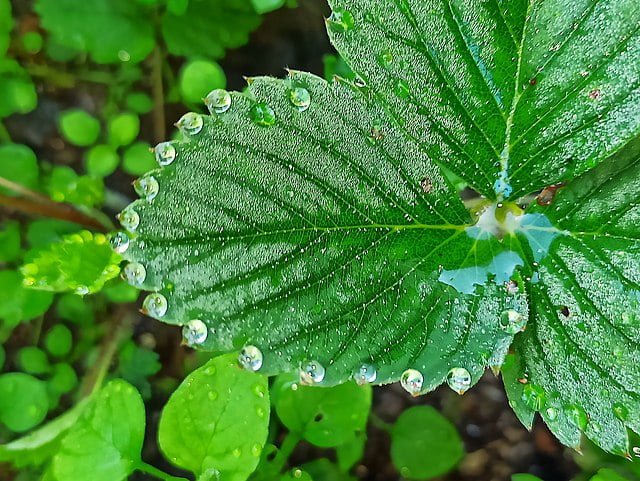 a leaf of a strawberry covered in dew