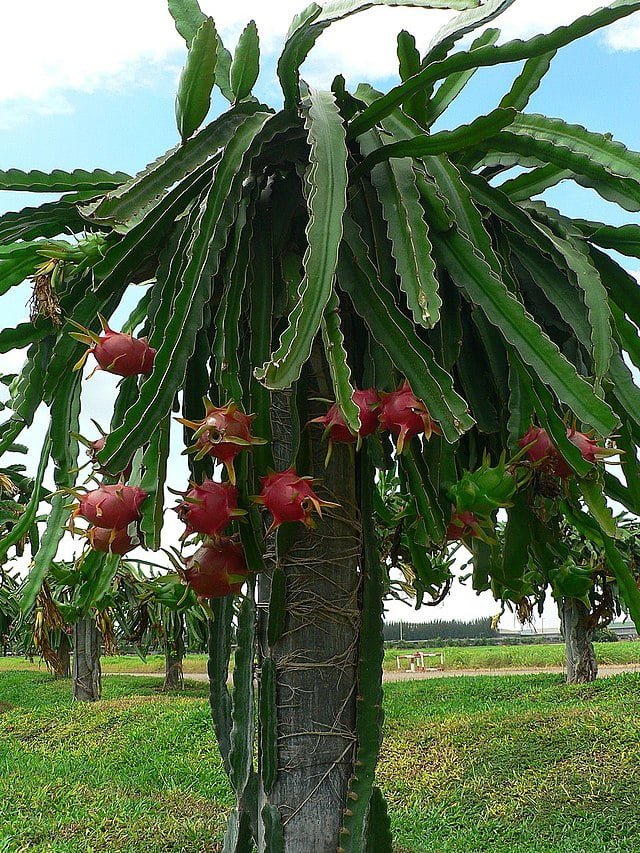 Fire Up Your Garden with Dragon Fruit: A Comprehensive Guide to Growing Dragon Fruit at Home