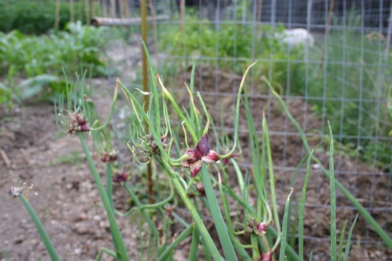 egyptian tree onion walking onion topset onion allium cepa var. proliferum 1