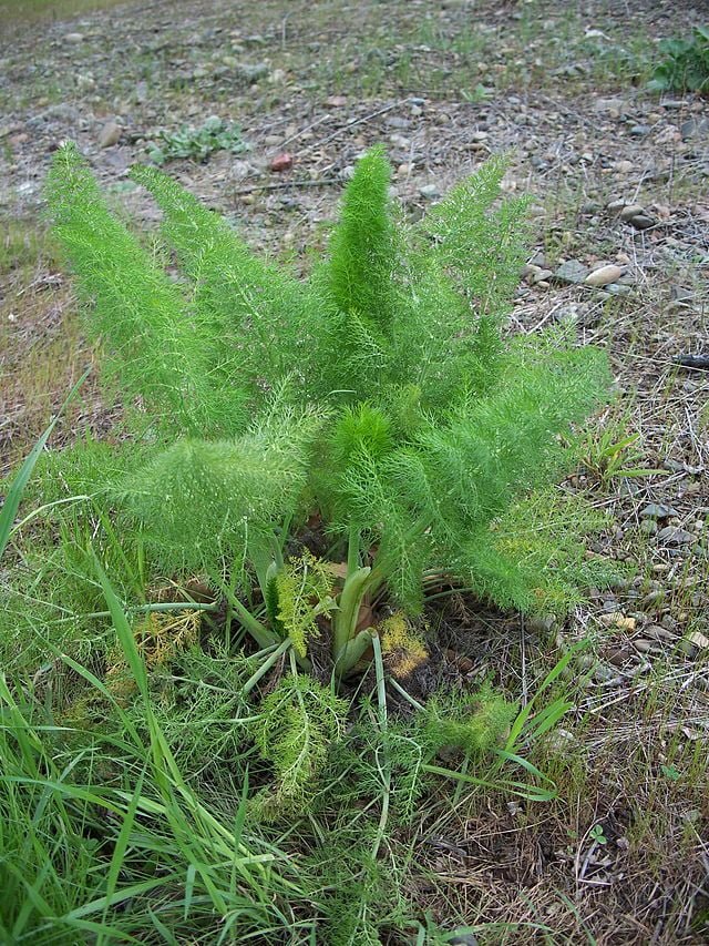 The Green Thumb’s Guide to Growing Fennel