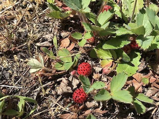 strawberry plant with strawberries attached