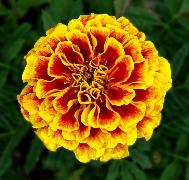 Add a Dash of Gold: How to Grow Marigolds 6 french marigold october birthday flower tagetes patula
