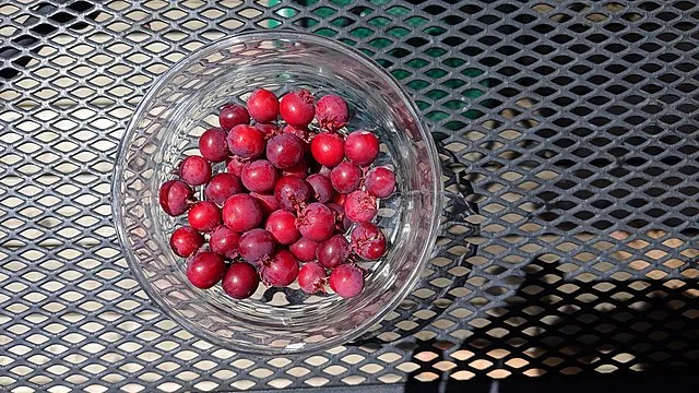 Growing Juneberries: A How-To Guide on Cultivating This Sweet Superfood 8 Growing Juneberries: A How-To Guide on Cultivating This Sweet Superfood